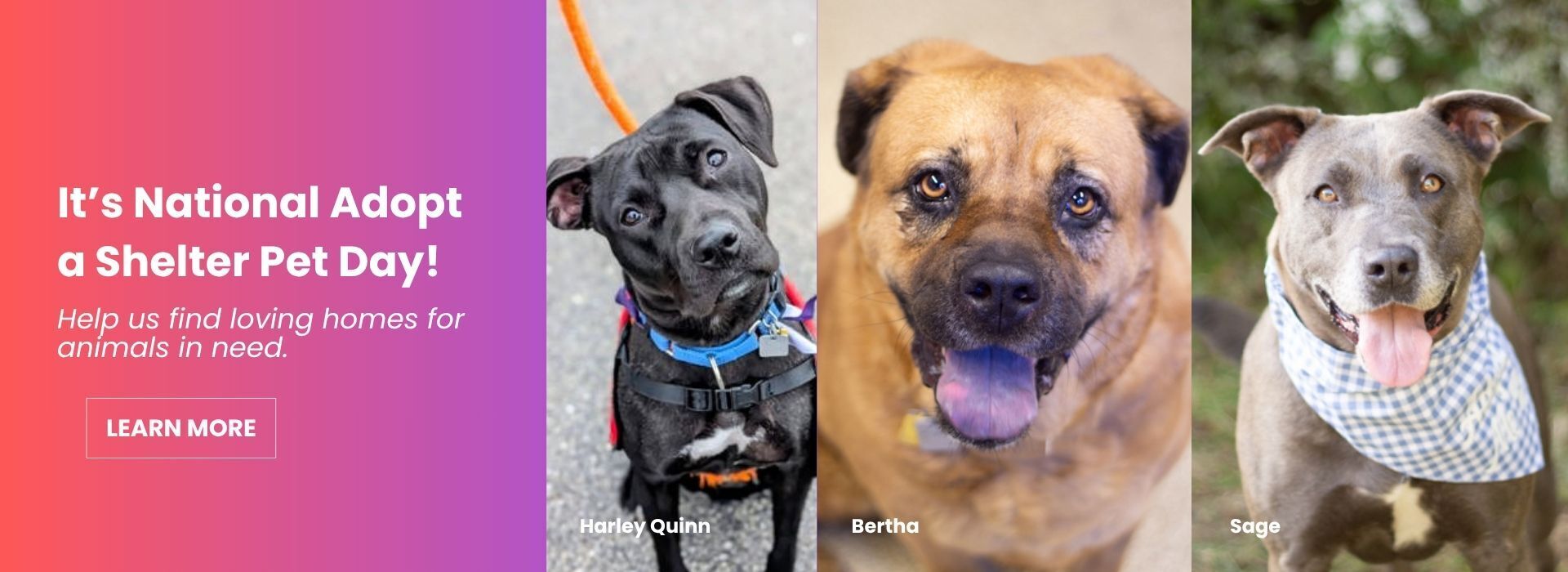 National Adopt a Shelter Pet Day